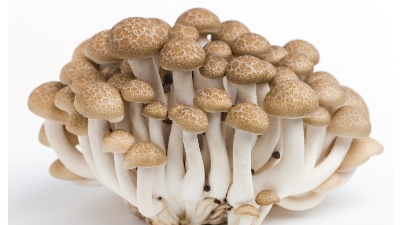 しめじの魅力と活用法：美味しさの秘密と多彩なレシピをご紹介！ - EPIRECIPE -エピレシピ-